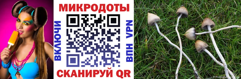 Галлюциногенные грибы Psilocybe где продают Кыштым